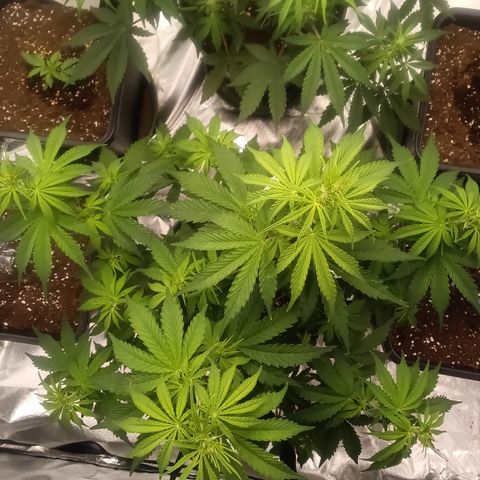 Fat Banana #2 growlog timeline photo