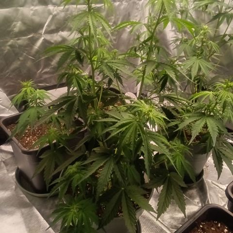 Fat Banana #2 growlog timeline photo