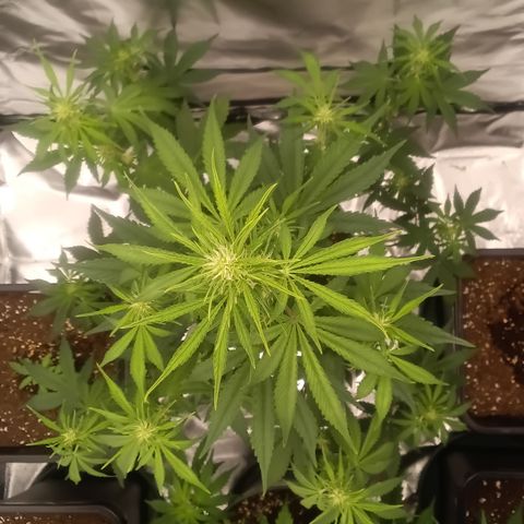 Fat Banana #1 growlog timeline photo