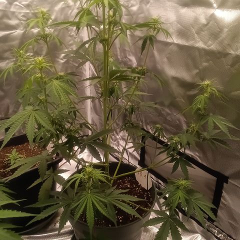 Fat Banana #1 growlog timeline photo