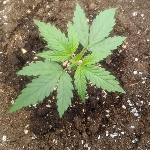Northern Light #1 growlog timeline photo