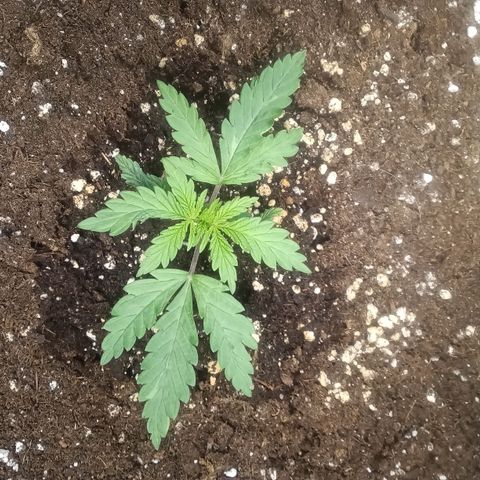 Northern Light #2 growlog timeline photo