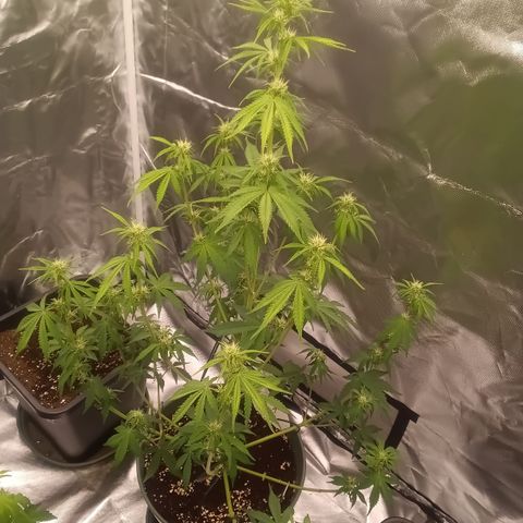 Fat Banana #1 growlog timeline photo
