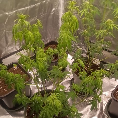 Fat Banana #2 growlog timeline photo
