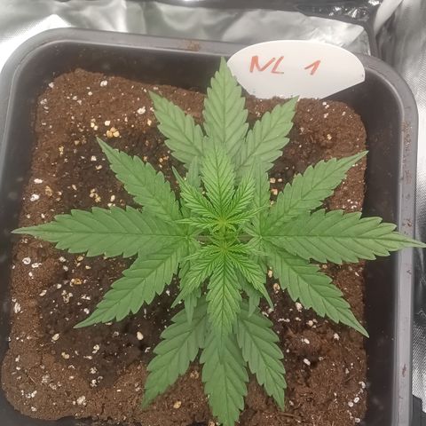 Northern Light #1 growlog timeline photo