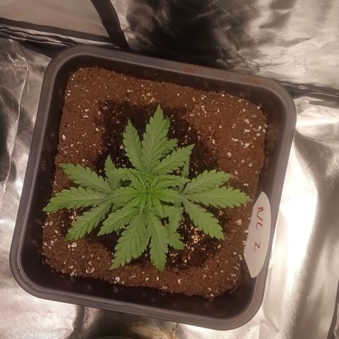 Northern Light #2 growlog timeline photo