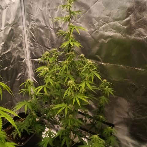 Fat Banana #1 growlog timeline photo