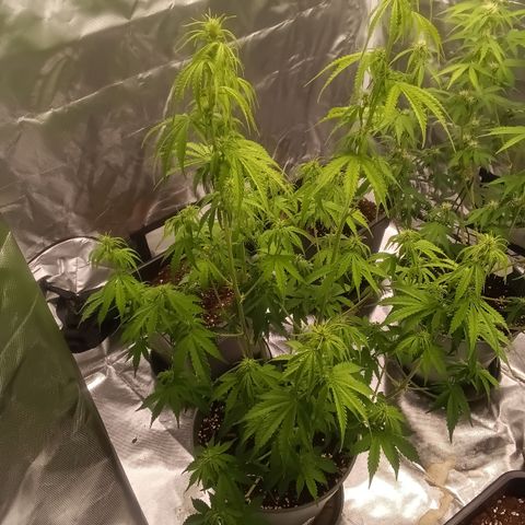 Fat Banana #2 growlog timeline photo