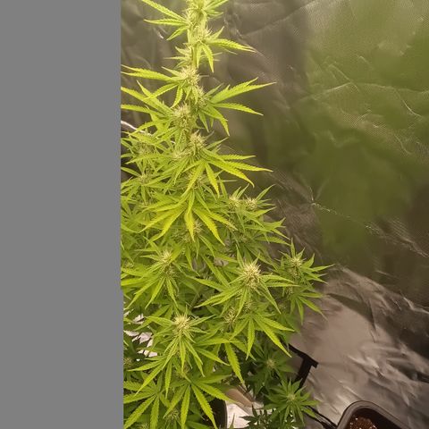 Fat Banana #1 growlog timeline photo