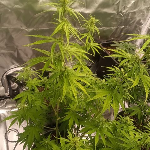 Fat Banana #2 growlog timeline photo