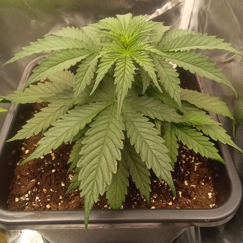 Northern Light #1 growlog timeline photo