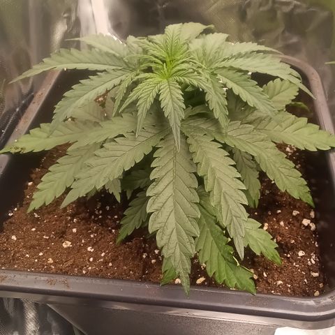 Northern Light #1 growlog timeline photo