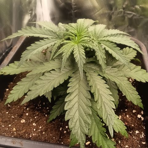 Northern Light #2 growlog timeline photo
