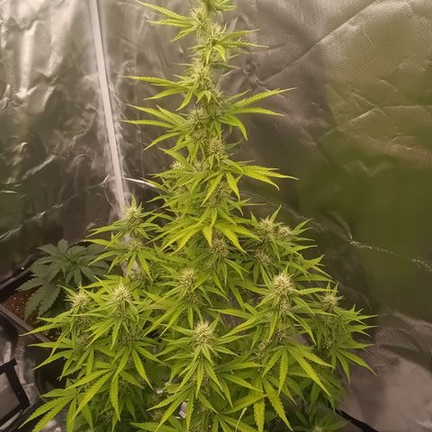 Fat Banana #1 growlog timeline photo