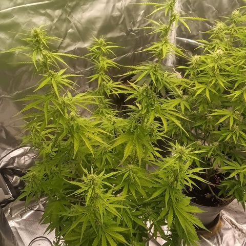 Fat Banana #2 growlog timeline photo