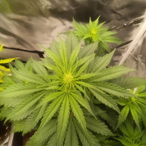 Northern Light #1 growlog timeline photo