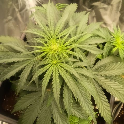 Northern Light #2 growlog timeline photo
