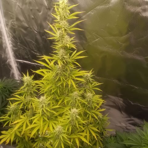 Fat Banana #1 growlog timeline photo