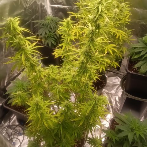 Fat Banana #2 growlog timeline photo