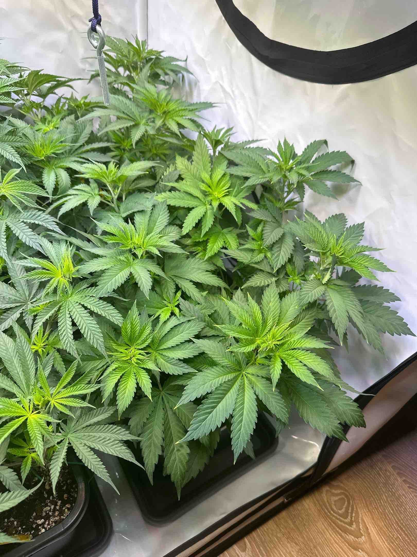 Euphoria #1 growlog header