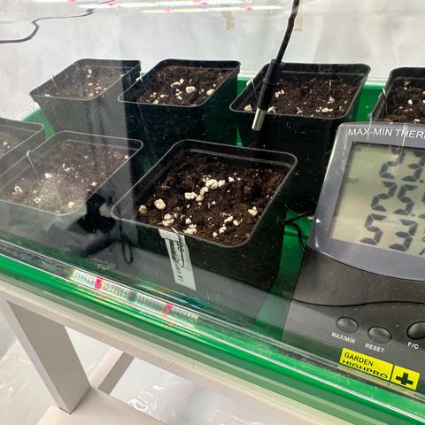 Euphoria #1 growlog photo