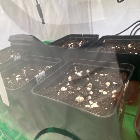 Euphoria #1 growlog photo