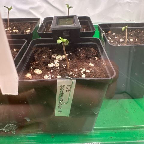 Queen #1 growlog timeline photo