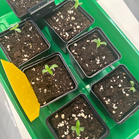 Euphoria #1 growlog photo