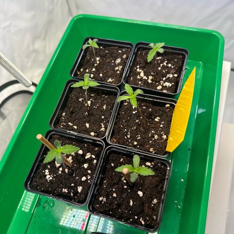 Euphoria #1 growlog timeline photo