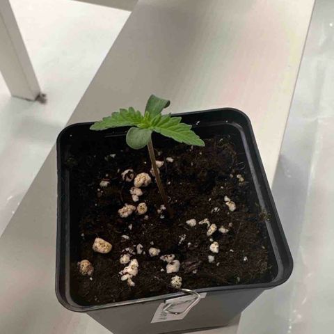 Queen #1 growlog timeline photo