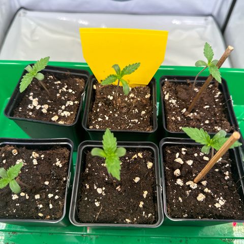 Euphoria #1 growlog timeline photo