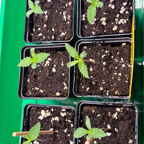 Euphoria #1 growlog timeline photo