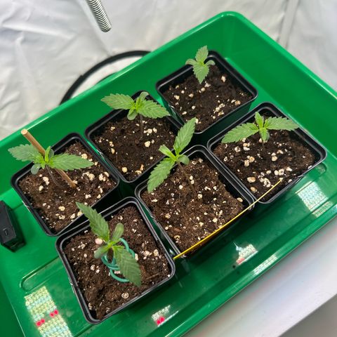 Euphoria #1 growlog timeline photo