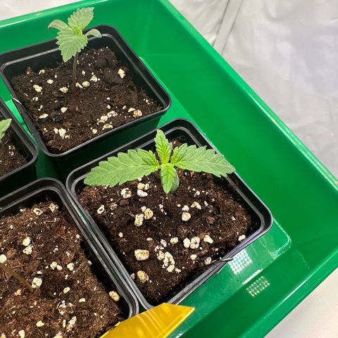 Queen #1 growlog timeline photo