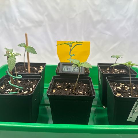 Euphoria #1 growlog timeline photo