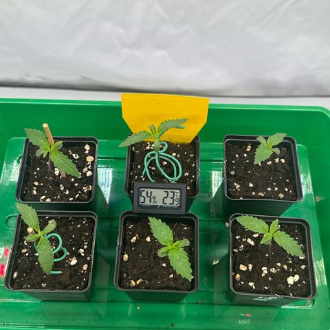 Euphoria #1 growlog timeline photo