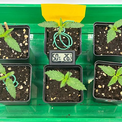 Euphoria #1 growlog timeline photo
