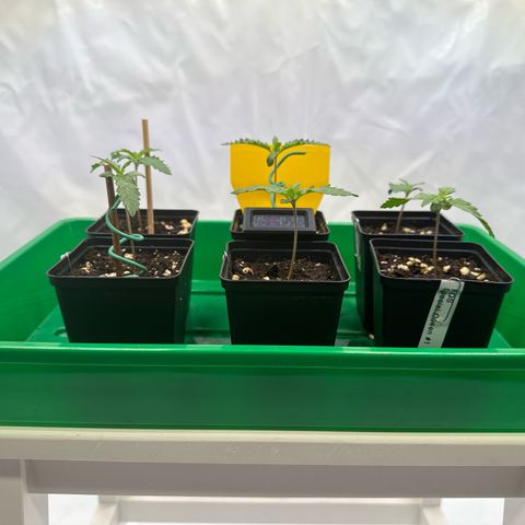 Euphoria #1 growlog timeline photo