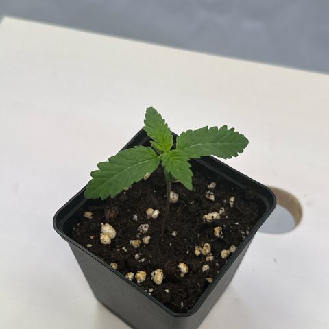 Queen #1 growlog timeline photo