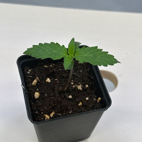 Euphoria #1 growlog timeline photo