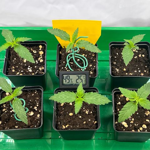 Euphoria #1 growlog timeline photo