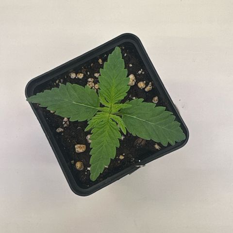 Queen #1 growlog timeline photo