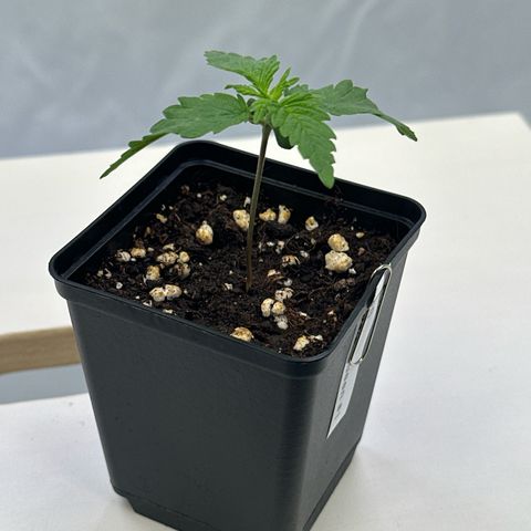 Queen #1 growlog timeline photo