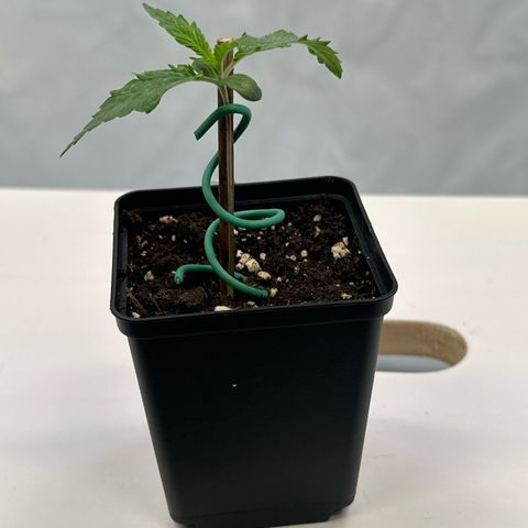 Dance World #1 growlog timeline photo