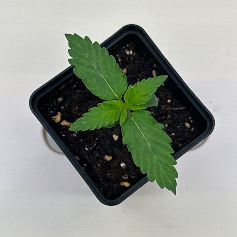Euphoria #1 growlog timeline photo