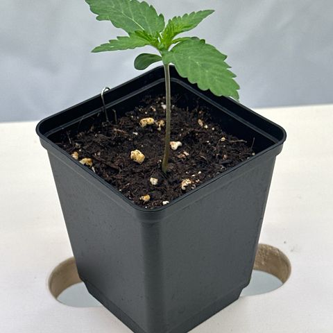 Euphoria #1 growlog timeline photo