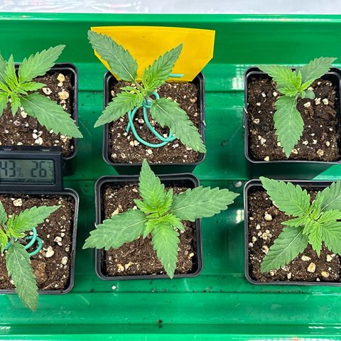 Euphoria #1 growlog timeline photo