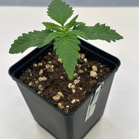 Queen #1 growlog timeline photo