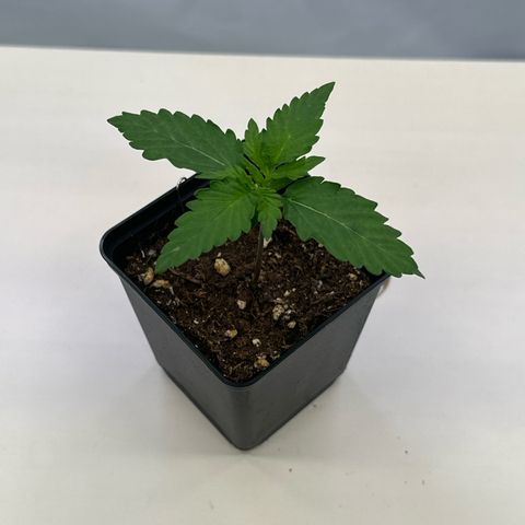 Euphoria #1 growlog timeline photo