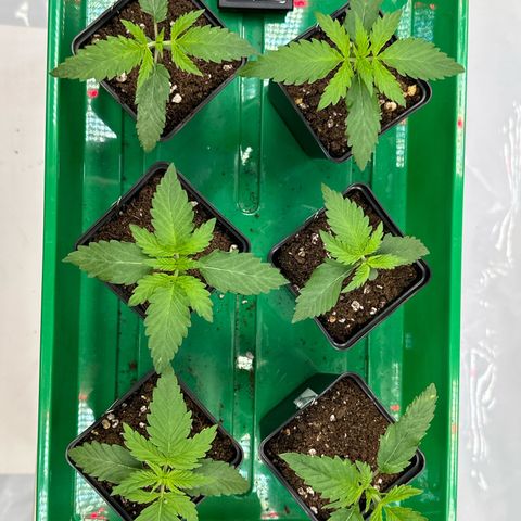 Euphoria #1 growlog photo: One euphoria is missing a leaf. her new name is Quasimodo 😂